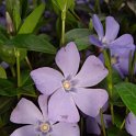 Vinca minor fleur
